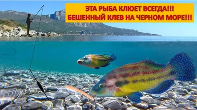 Отправляясь на Черное море-не забудьте взять удочку! Рыба Черного Моря