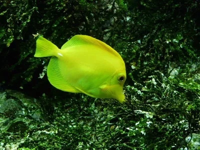 Фотография Рыба зеленушка на гнезде. Зеленушка Рябчик (Crenilabrus  cinereus) Черное море | Фотобанк ГеоФото/GeoPhoto | GetImages Group