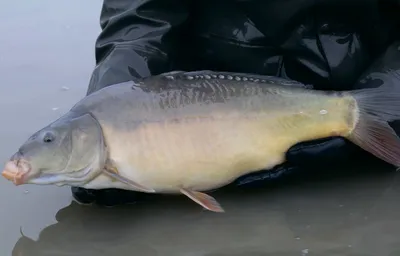 Карп зеркальный (лат. Cyprinus carpio)