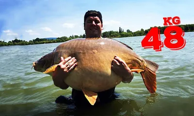 КАРП (Cyprinus carpio) - Интернет-клуб нахлыстовиков