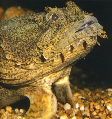 Рыба-жаба (Oyster toadfish) | Fedor | Flickr