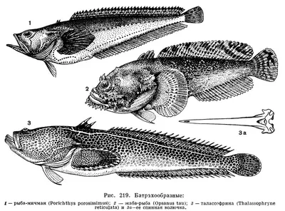 Рыба-жаба