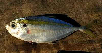 Рыба желтый полосатик фото фото