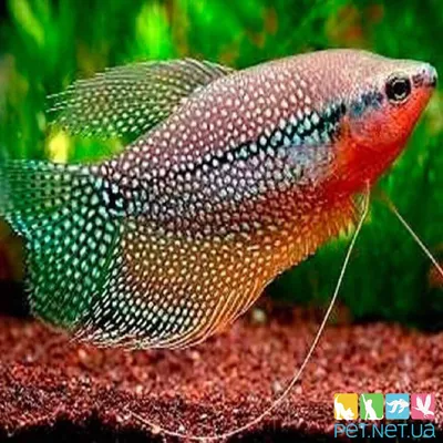 Гурами жемчужный(Trichopodus leerii) - TopFish - аквариумная рыба оптом от  производителя