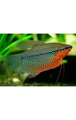 https://ru.pngtree.com/freepng/jewel-cichlid-and-brook-trout-fish_8327389.html
