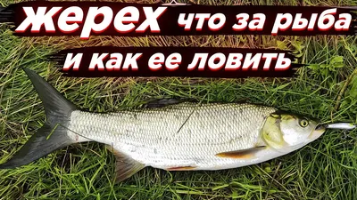 Жерех рыба речная - картинки и фото poknok.art