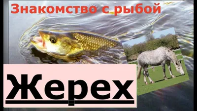 Жерех оптом по цене от производителя