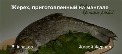 Жерех -рыба непростая но очень... - Владимир Воротняк | Facebook