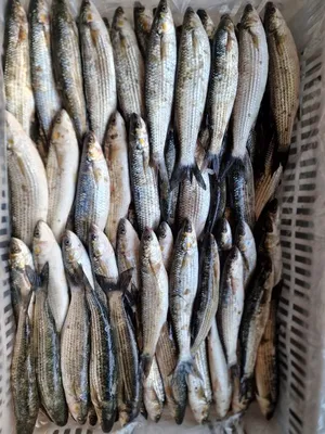 Загородный клуб «Журавка» приглашает вас на отдых с рыбалкой! 🐠 ⠀ На  территории нашего комплекса расположены озёра, в которых вы сможете… |  Instagram