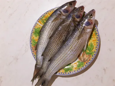 Почём рыба на крымском берегу в конце лета | Дневник отчаянных пенсионеров  | Дзен