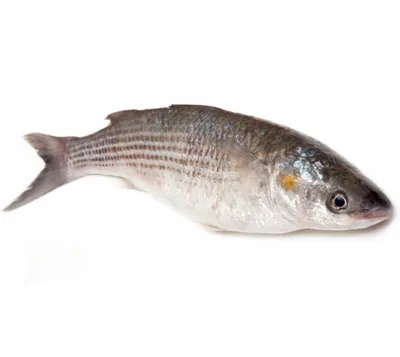 рыба журавка (журавушка) азов сиваш - Отдых в Геническе