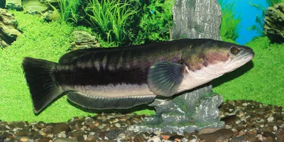 Змееголов - хищная рыба, которая умеет ползать из одного водоема в другой |  STENA.ee