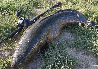 Рыба в казане на костре, змееголов с хрустящей корочкой, рецепт китайской  кухни от FishermanDV.27RUS - YouTube