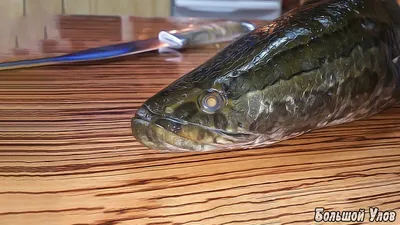 Внешний вид змееголова многих пугает, а кого-то восхищает! Тропическая рыба  отлично себя чувствует в водах Амура, на мелководьях и… | Instagram