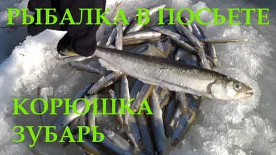 Корюшка зубарь, н/р – купить за 539 ₽ | Морепродукты Ульяновск