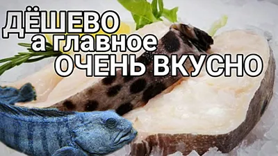 Страшно вкусная рыба - дальневосточная зубатка | Пикабу