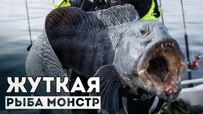 Угревидная зубатка: кошмарная рыба с человеческим лицом | Живая природа,  окружающая среда, экологические новости – Densegodnya.ru