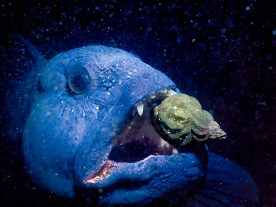 Пестрая и синяя зубатка – изучаем отличие рыб, относящийся к семейству  зубатковых отряда скорпенообразных | Defa group