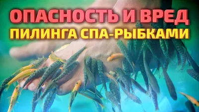 Вред спа-рыбок Гарра Руфа: фиш пилинг кожи опасен - YouTube