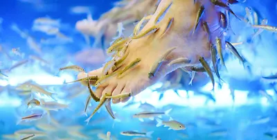 Гарра руфа (рибка лікар) | Чистильники | Каталог | TropFish – Постачальник  декоративних акваріумних та ставкових риб, товарів для акваріумістики
