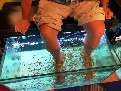 Пилинг ног рыбками Garra Rufa, которые чистят кожу, SPA процедуры рыбками в  салоне аквапарка Карибия в Москве. Цены на спа процедуру рыбного пилинга Гарра  Руфа указаны на сайте.