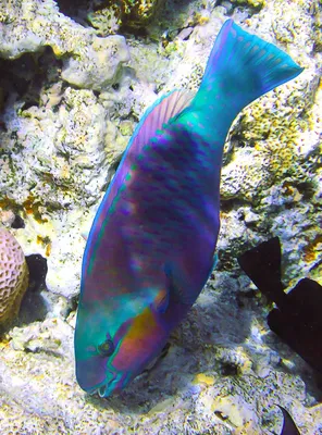 Рыбы-попугаи | Рыбы Красного моря