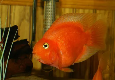 Akvarium: РЫБКА КРАСНЫЙ ПОПУГАЙ (Red Blood Parrot Fish)