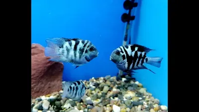 Лучшие пресноводные аквариумные рыбки - Попугай красный Cichlasoma sp.  (гибрид) | Аквариумы, рыбки и все для них | Дзен