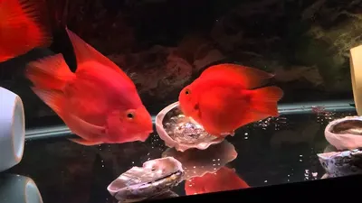 Аквариумные рыбки \"Красный попугай\" (Red parrot fish aquarium) - YouTube