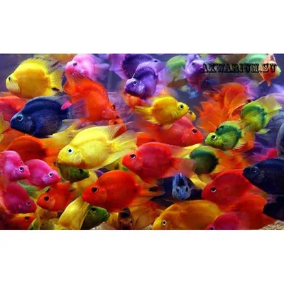 Купить рыбу-Попугай из Шри-Ланки в Новосибирске