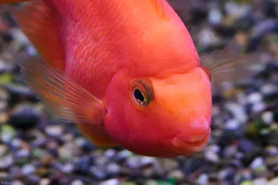 Красный попугай: [описание рыбы, фото, уход и содержание в аквариуме]