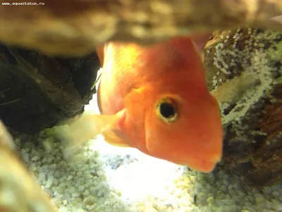 Рыбы ПОПУГАИ - гроза кораллов.