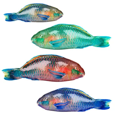 Akvarium: РЫБКА КРАСНЫЙ ПОПУГАЙ (Red Blood Parrot Fish)