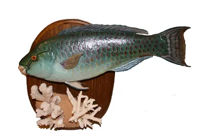Рыба Попугай - Parrot Fish купить по цене 9490 тг/кг вес от 0,3 кг до 2 кг