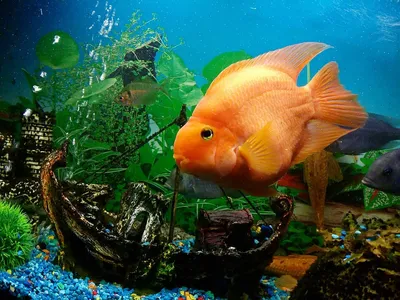Жёлтый попугай - Yellow Parrot Cichlid - Рыбки - Nano Fish