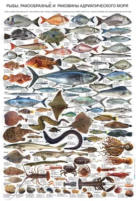 Рыбы обитающие в черном море - 65 фото
