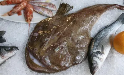 Ученый объяснил появление ядовитой рыбы фугу в Средиземном море - РИА  Новости, 20.04.2021