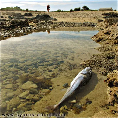 Морской лещ (Sparus aurata) - sharkseafoods.com