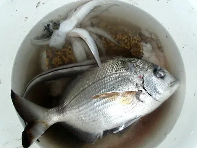 Самая опасная рыба в Адриатическом море (Черногория, Хорватия) - YouTube