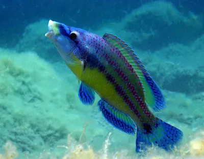 Свежий улов ДОРАДО🐬 ❄️Жирная рыбка со Средиземного моря 🌊 ❄️Содержит  огромное количество микро и макроэлементов: магний, йод, кальций … |  Instagram