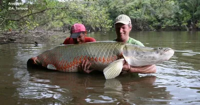 В реке Амазонка живет рыба, чей «бронежилет» не по зубам даже пираньям