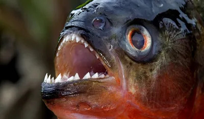 Рыбы Из Амазонки — стоковые фотографии и другие картинки Арапаима -  Арапаима, Река Амазонка, Ловить рыбу - iStock