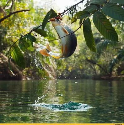 Плодожорная пирапутанга плодожорит в окрестностях Амазонки, наплевав на  гравитацию / рыба :: прыжок :: река Амазонка / смешные картинки и другие  приколы: комиксы, гиф анимация, видео, лучший интеллектуальный юмор.