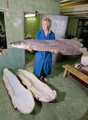 Новый экспонат на выставке \"О рыбаках и рыбке\" - чучело гигантской рыбы  арапаймы Государственный Дарвиновский музей