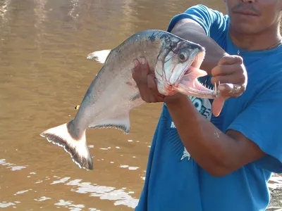 Рыбалка в Бразилии с Royal Safari - YouTube