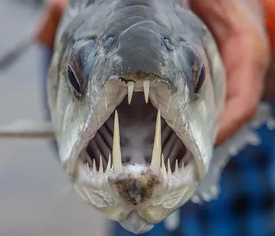Самая большая рыба на амазонке | Интересный сайт