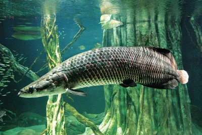 Лазаревский океанариум «Тропическая амазонка» - Самая крупная хищная рыба  пресных вод Америки – панцирная щука
