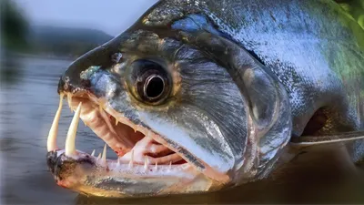 Рыбалка на могучей и опасной реке Амазонка с берега или лодки фото видео