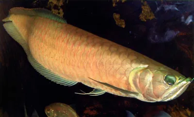 Tambaqui colossoma macropomum традиционная бразильская пресноводная рыба из  амазонки и пантанала. | Премиум Фото