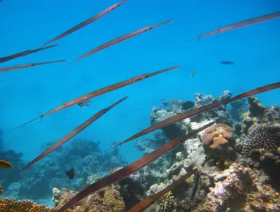 Вы видели рыб адаманского моря? | Поймать одну из TOP-10 ти рыб  андаманского моря — мечта каждого рыбака ☝ Рыбалка — самый популярный вид  туристического отдыха в Таиланде 🐟 Эта страна... | By Новая Школа  Приключений | Facebook